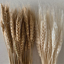 Load image into Gallery viewer, E294A20917C74A2027E13522192912B6/22212245_976c1f4a-6b1b-4c22-b568-bf3b0be8e757.jpg